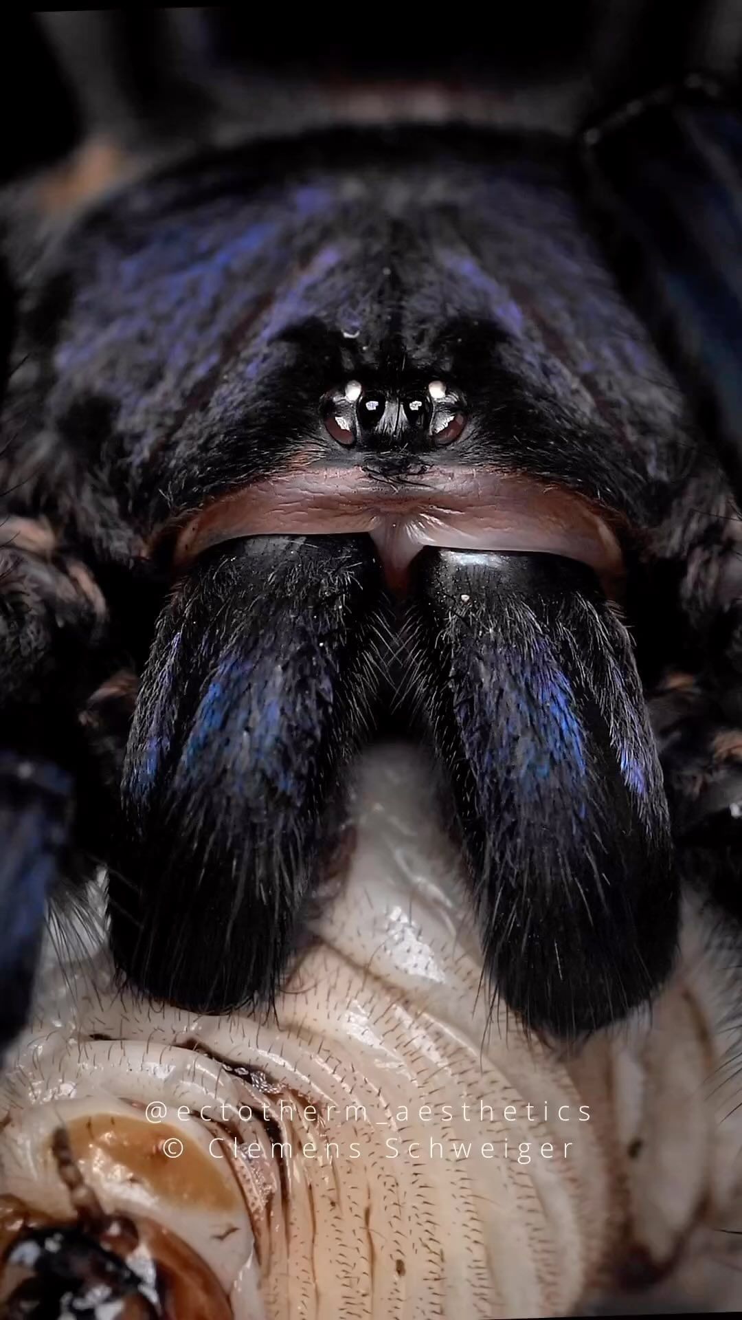 insectguru@instagram on Pinno: Amazing footage by @ectotherm_aesthetics...