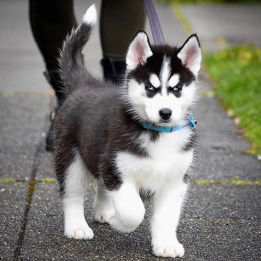 husky_daily.ig@instagram on Pinno: 💜tag your friends 💜 who loves 🐶husky