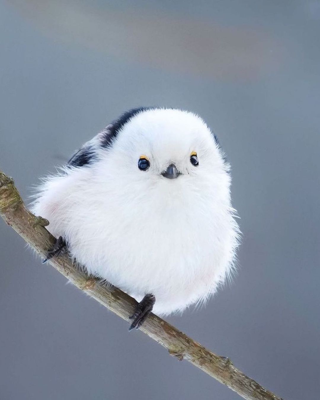 新品 WHAT WE WANT shimaenaga otoshi www Vintage Japanese Shima-Enaga Bird made Completely of