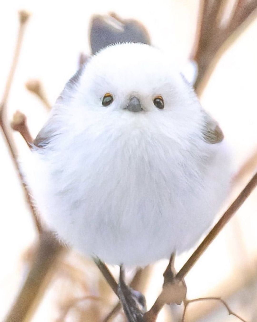 新品 WHAT WE WANT shimaenaga otoshi www The Most Cute Bird In Japan - Shima Enaga - YouTube