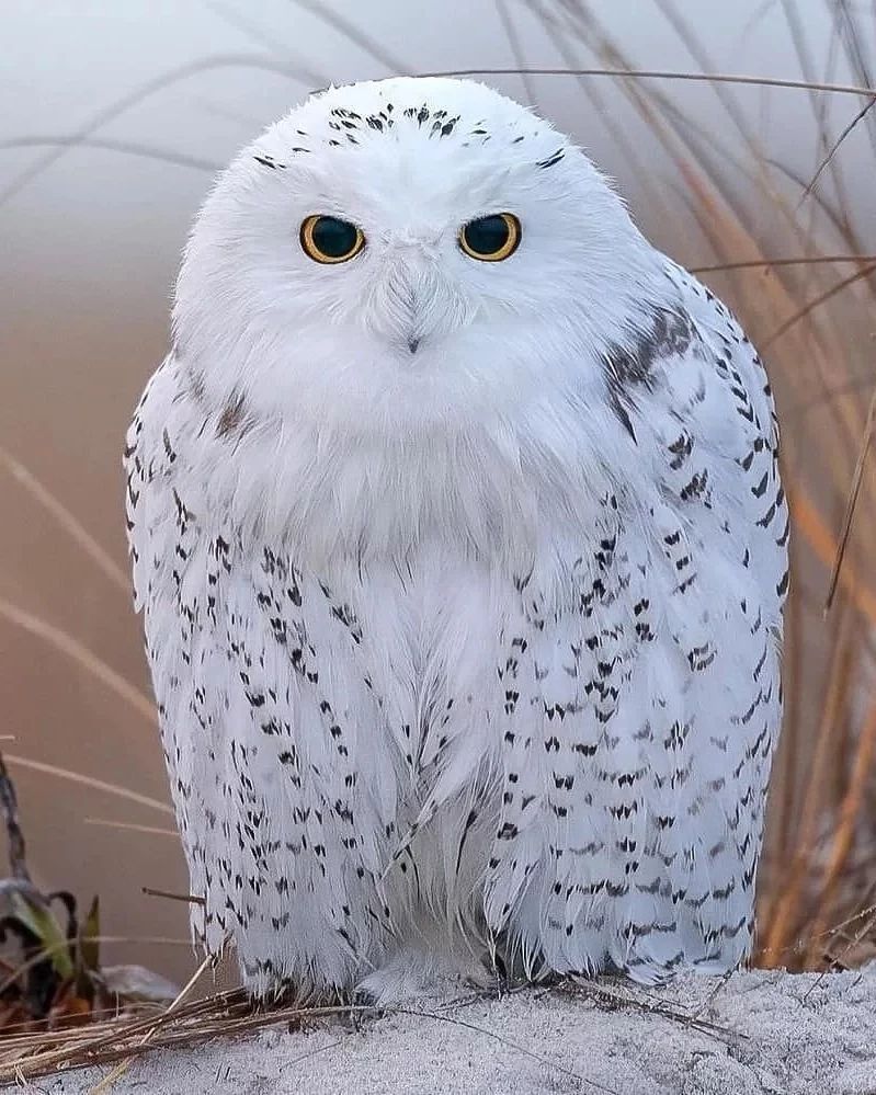 Most Beautiful Owl