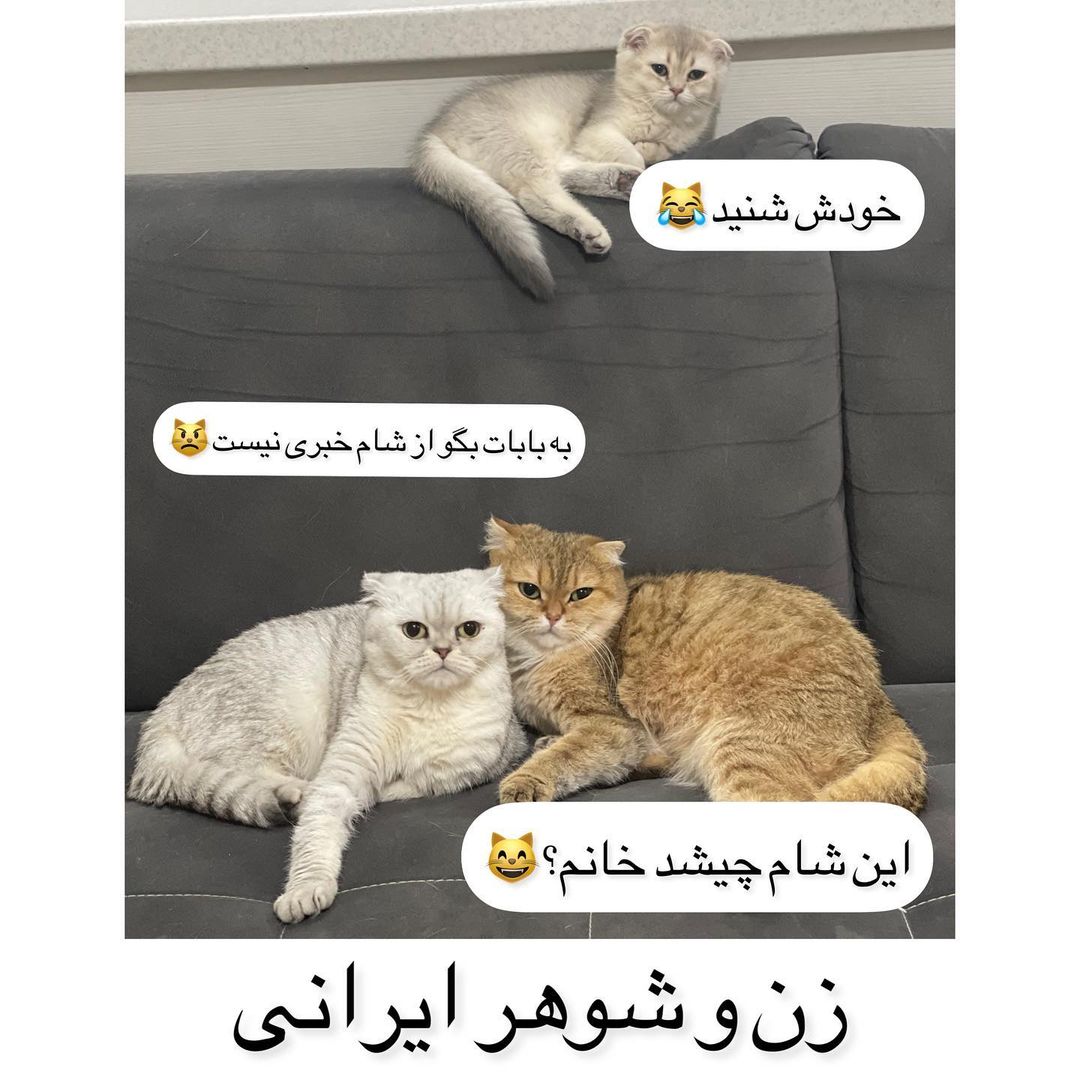 ema.lucycat@instagram on Pinno: وقتی مامان و بابات باهم دعواشون میشه😂😂  ....