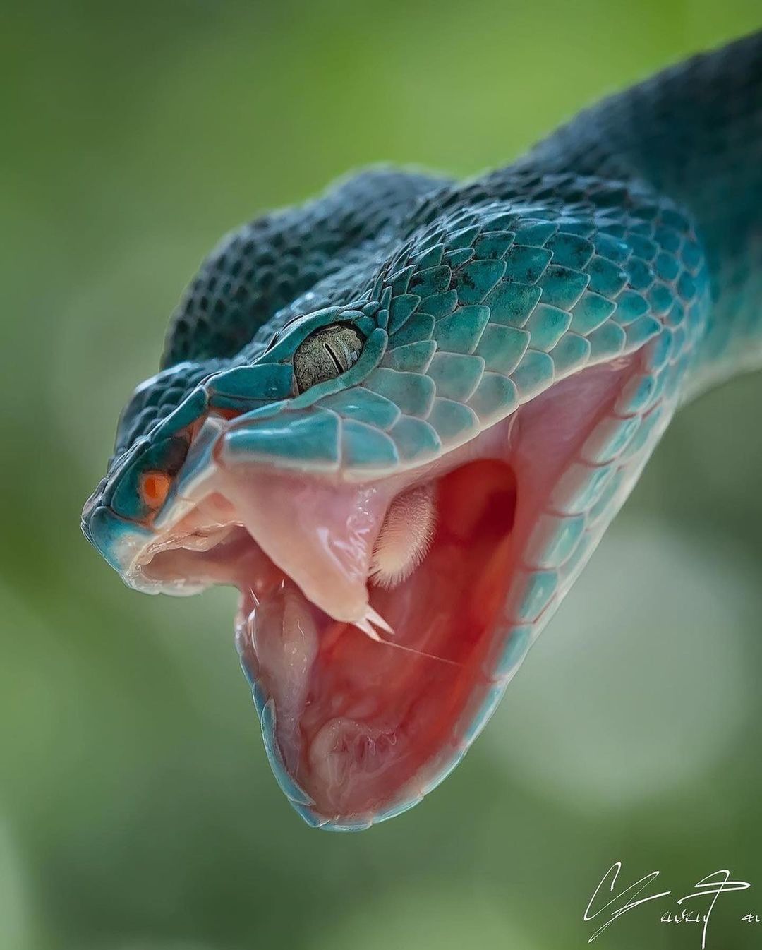ourplanetdaily@instagram on Pinno: This White-lipped pit viper is so beautiful 🐍 Do you like snakes or are you scared of them? The White-lipped pit viper is a venomous snake native to Southeast