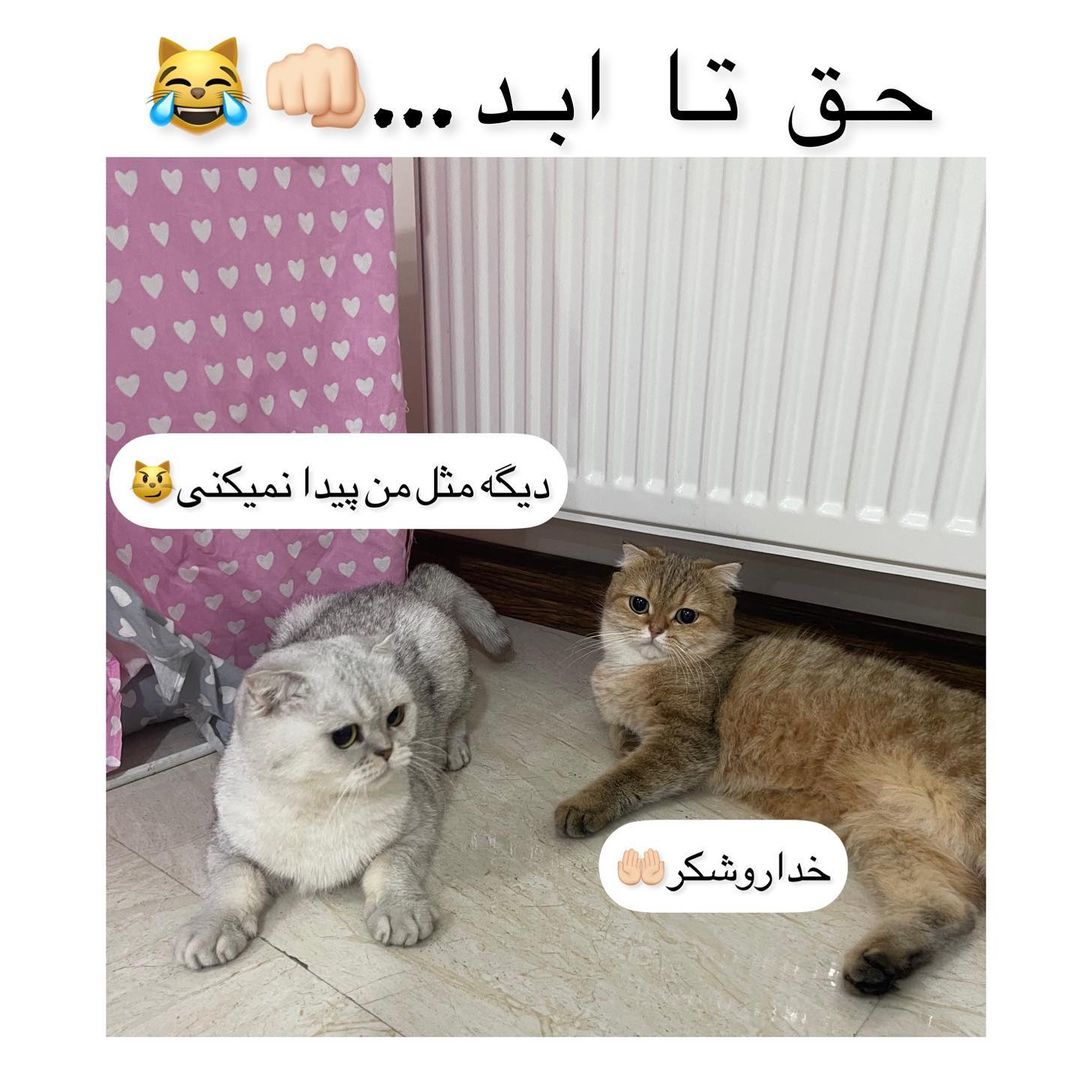 ema.lucycat@instagram on Pinno: واقعا همینه😂😂🤲🏻 . . . . . @ema.lucycat @i...