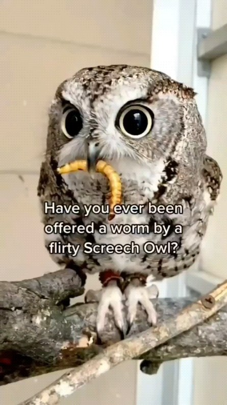 owls.father@instagram on Pinno: This guy has a 120% chance of stealing y...