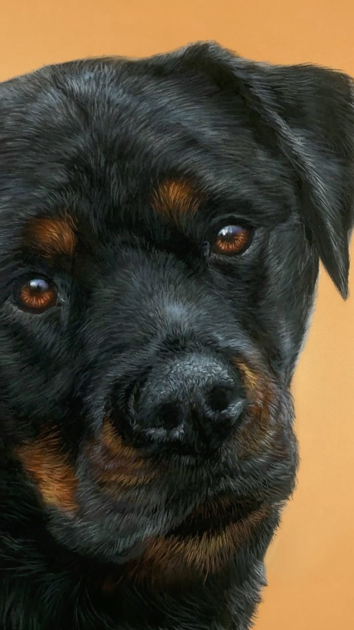 Video by Patricia Otero on Pinno: Mara the Rottweiler 😊 Commission for ...