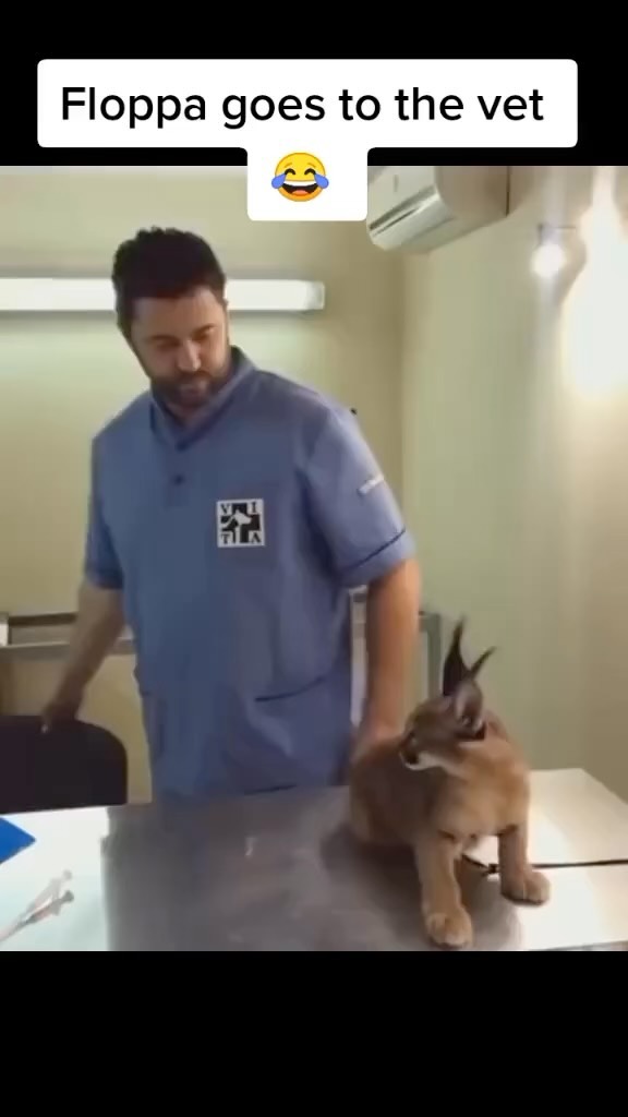 Video by FLOPPA 💯 on Pinno: Floppa at the vet fr - Dm for credit