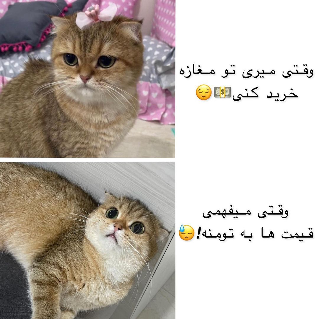 ema.lucycat@instagram on Pinno: 😂…اولش خیلی لاکچری وارد میشی ولی بعدش ....