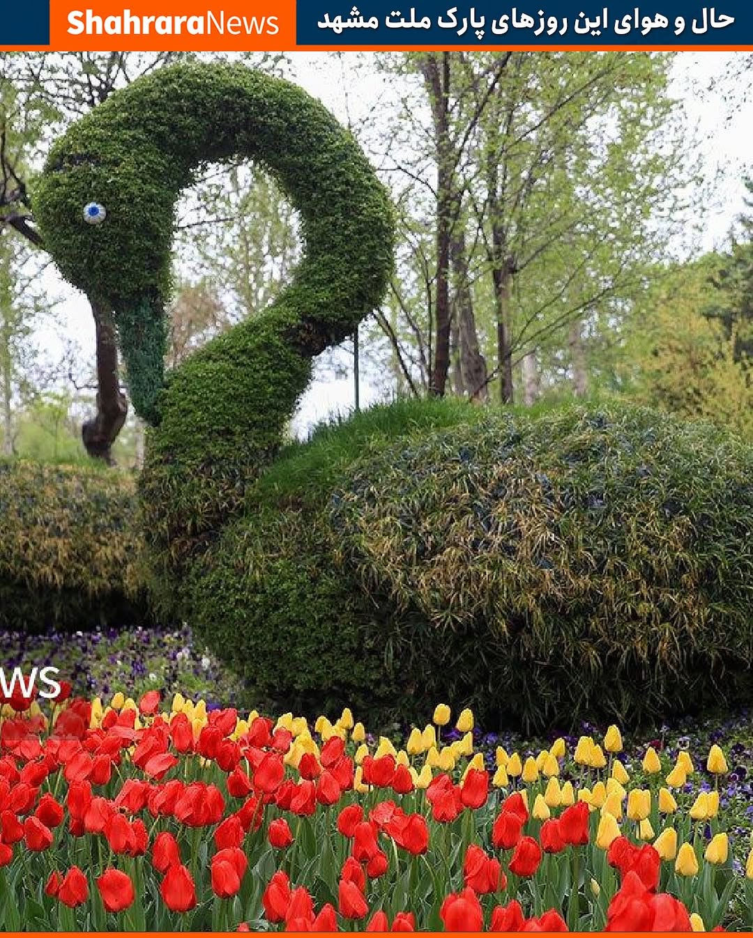 shahraranews@instagram on Pinno: جشنواره گل‌های لاله در مشهد مراحل کاشت ...