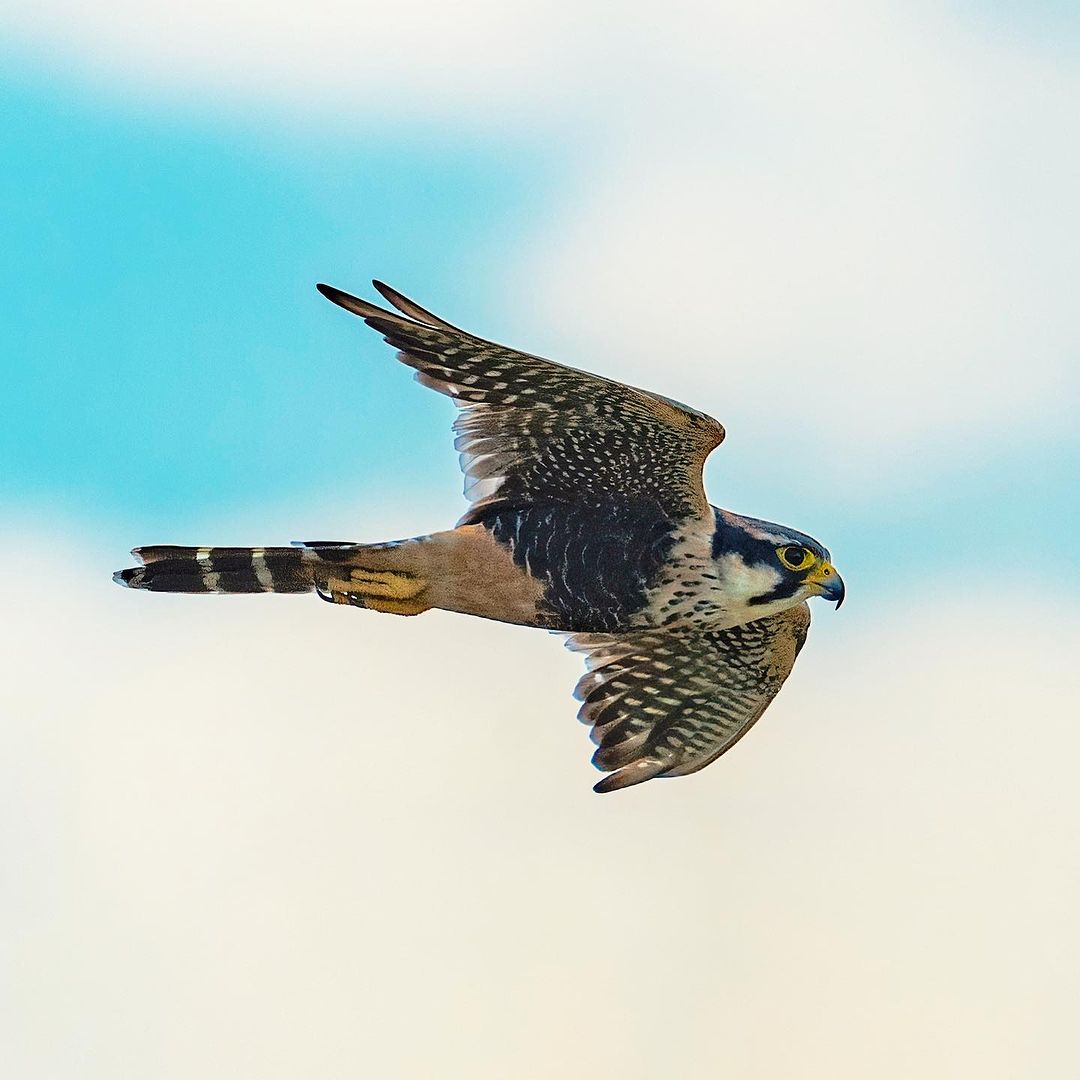 Aisse Gaertner on Pinno: ♦️Falco femoralis ⠀ ♦️Aplomado Falcon ♦️...