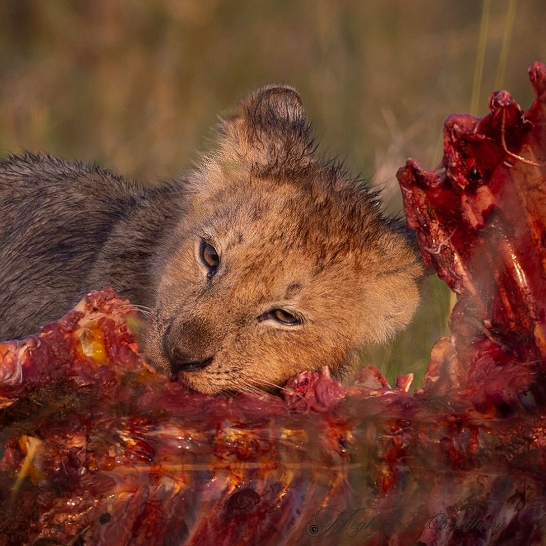 meghroychoudhury@instagram on Pinno: The #lion just like simba is ...