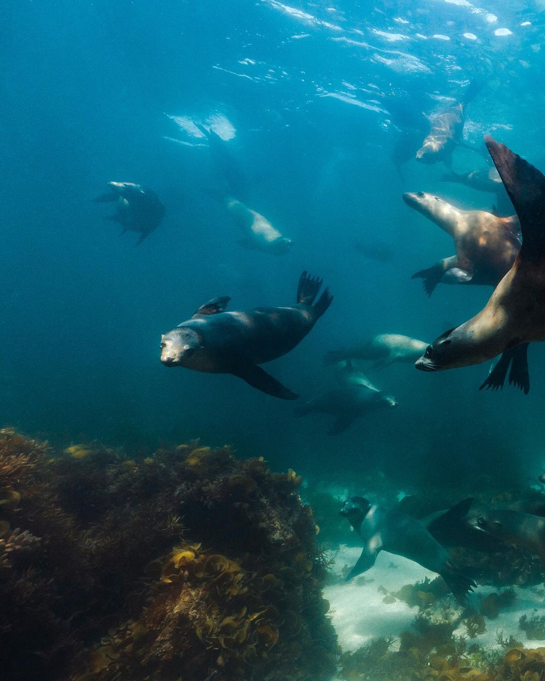 Kaushman Instagram On Pinno Spending A Day With The Sea Pups Ever