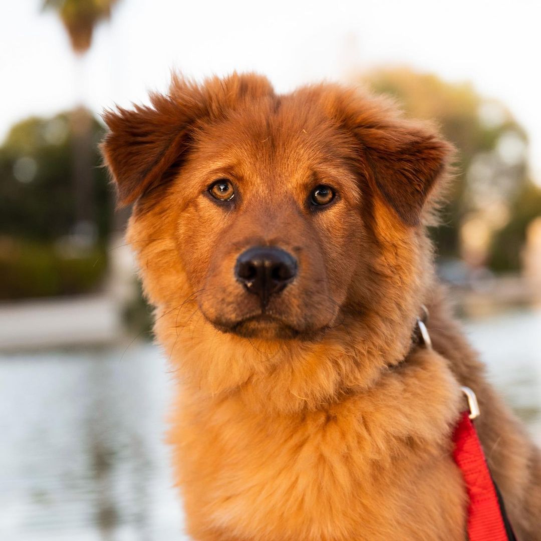 Golden hot sale retriever akita