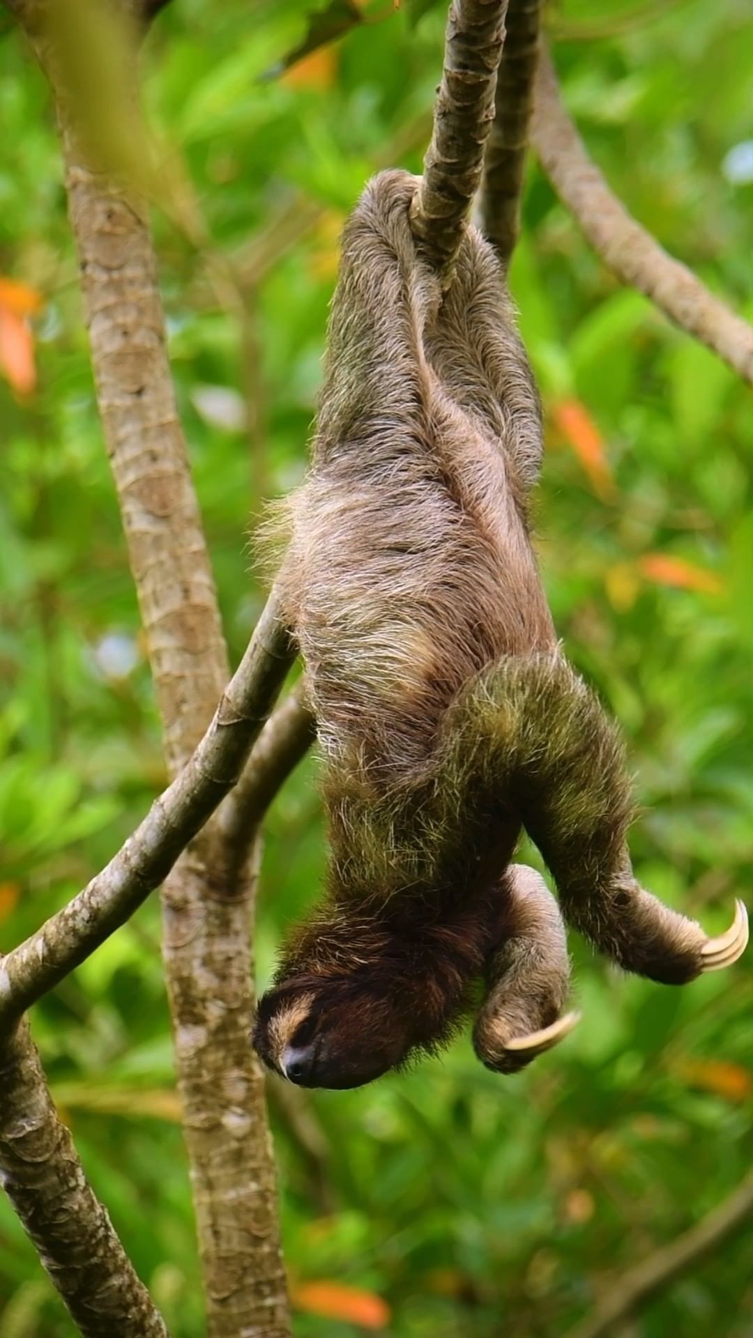 animalplanet@instagram on Pinno: An itchy brown-throated sloth 🦥 #Sloths...
