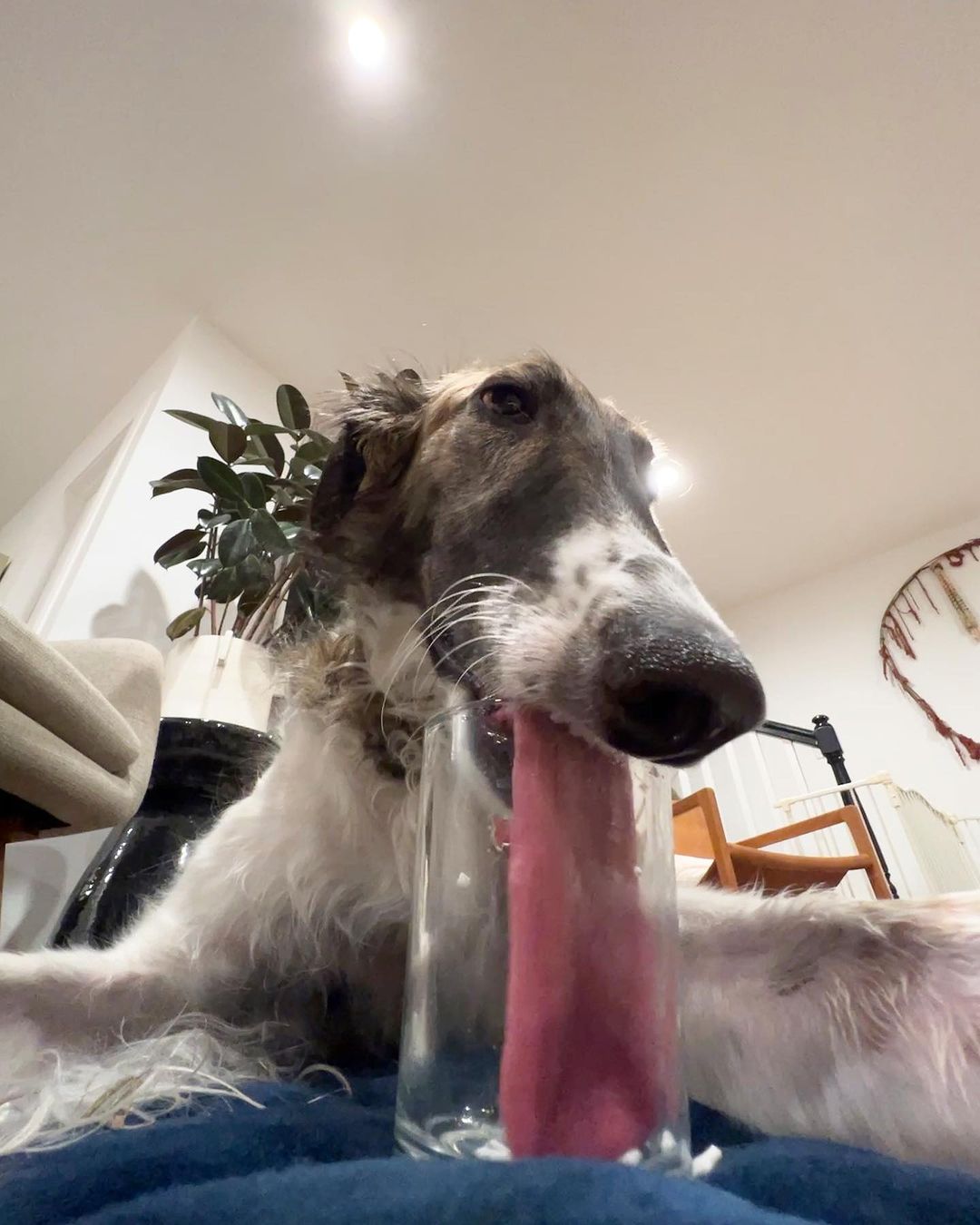 esperborzoi@instagram on Pinno: Some things that keep me up at night - h...