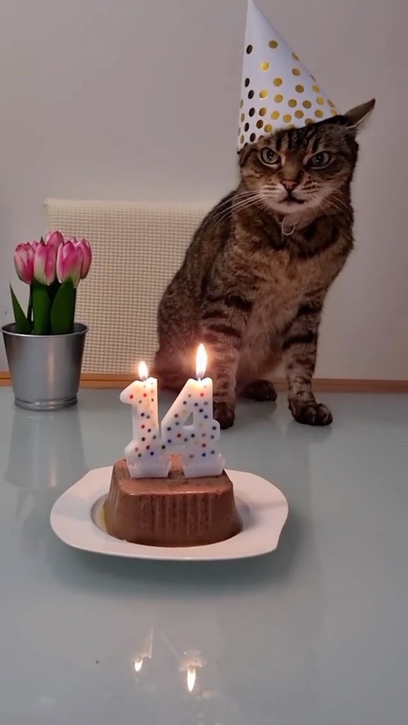 cats_of_day_@instagram on Pinno: happy birthday