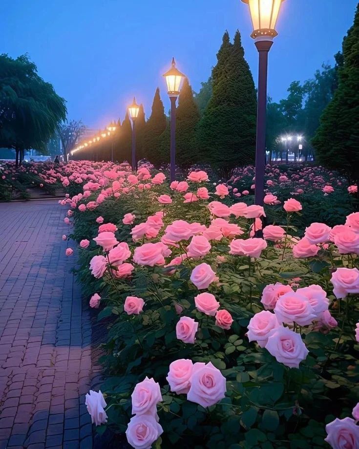 FLOWERS on Pinno: 🥀🥀Beautiful Roses🥀🥀 📷 collected . Follo...