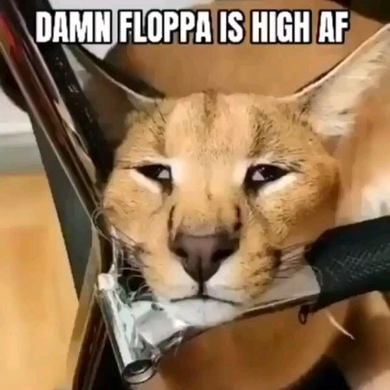 floppa_squad_@instagram on Pinno: Fr - Join the floppa cult by ...