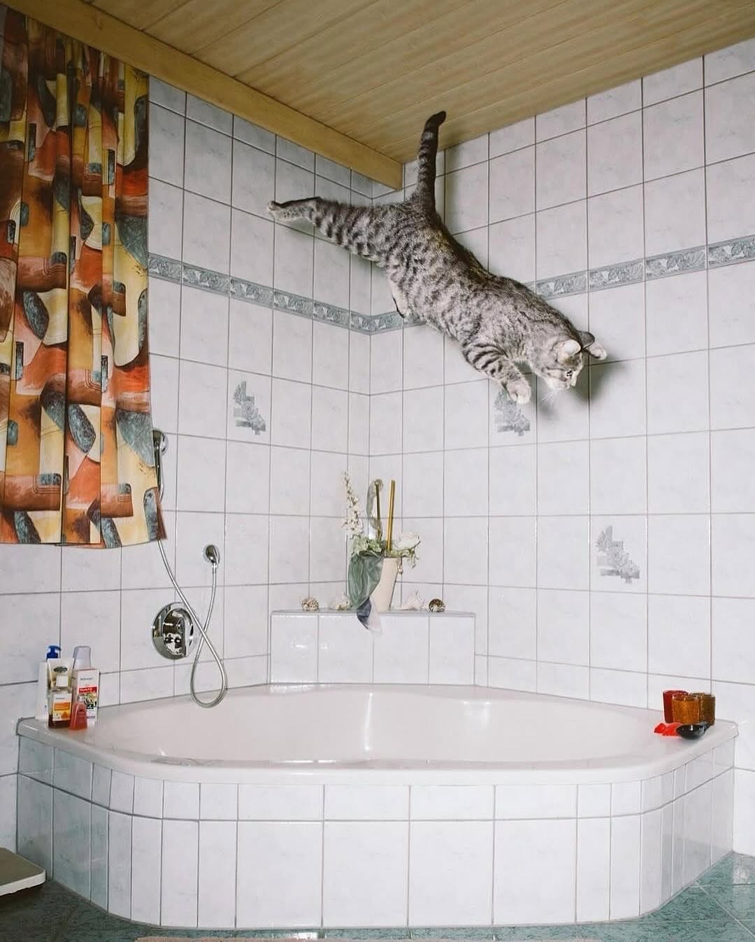 ARCHDOSE on Pinno: Swipe ️ Cats, but make it cinematic! Aus...
