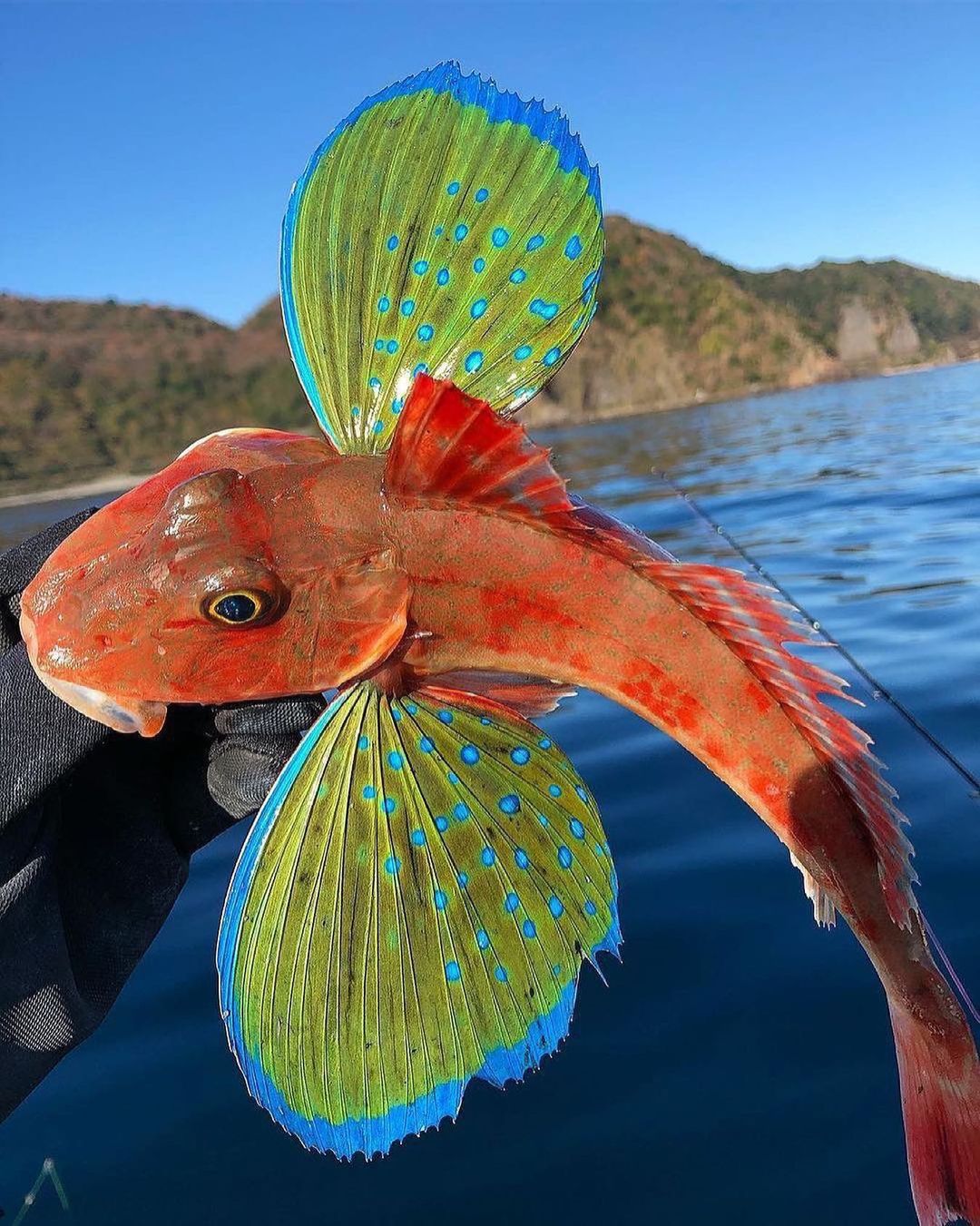 Sea robin deals