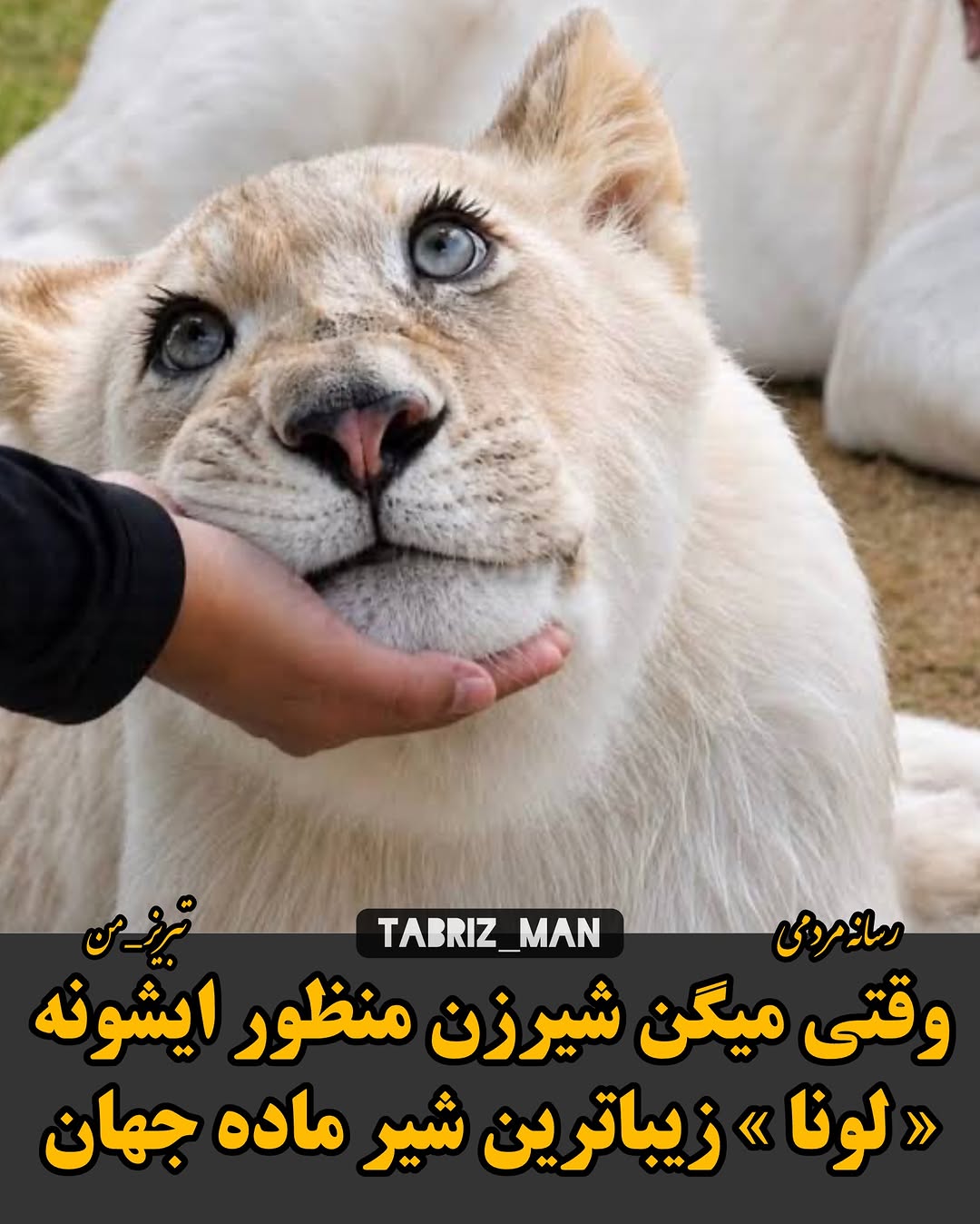 تـبـریـز_مـن | Tabriz_Man‌ on Pinno