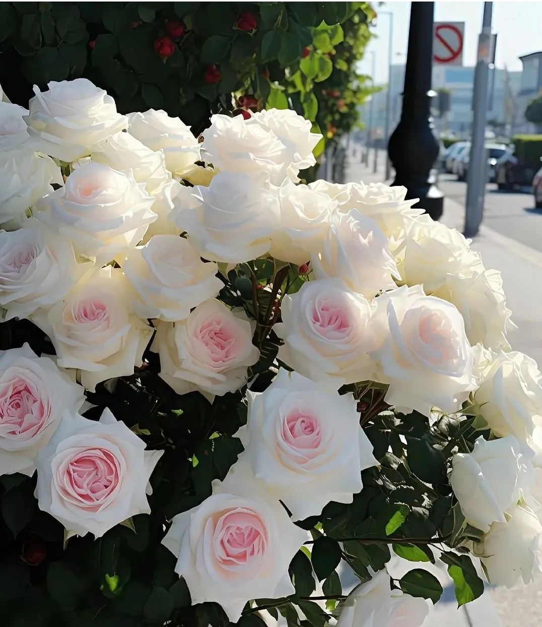 flowersnphoto@instagram on Pinno: 🥀🥀Beautiful Roses🥀🥀 📷 collected ...