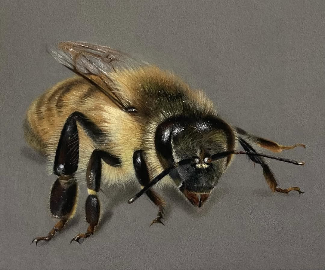 paulmillerwildlifeart@instagram on Pinno: Honey bee. Is what it is ...