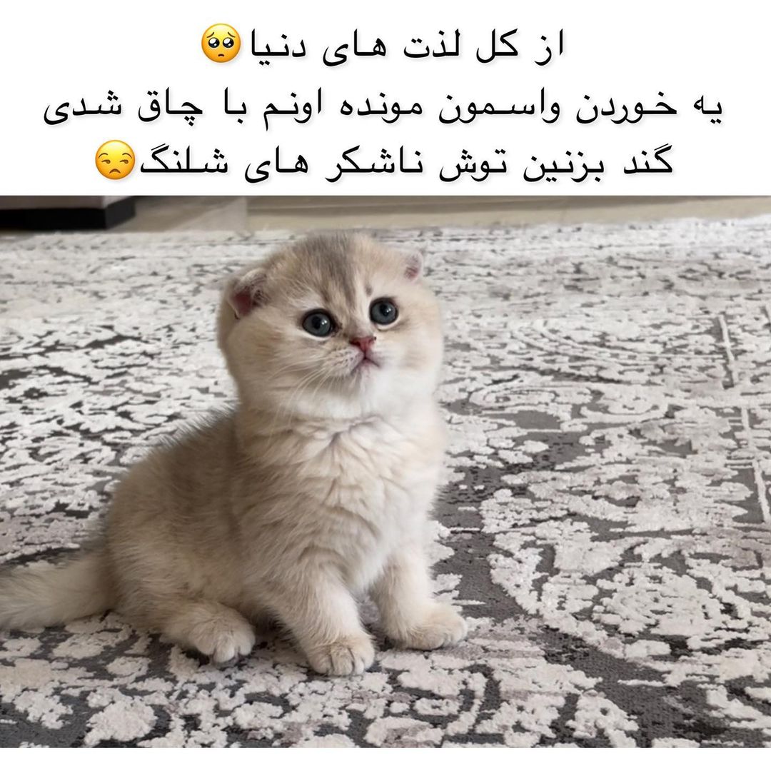 ema.lucycat@instagram on Pinno: والا خب😼😒هی چاق شدی چاق شدی😐 . . . . .  @...