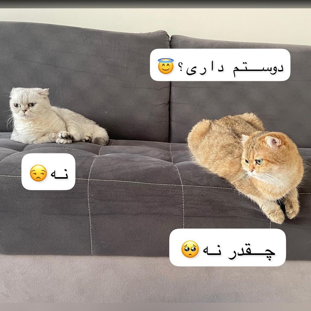 ema.lucycat@instagram on Pinno: از مکالمه های اما و لوسی😂🥰 همو دوست  داشت...