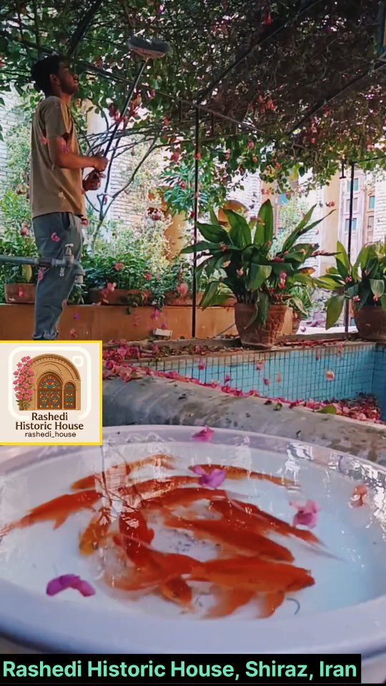 Video by خانه تاریخی راشدی در شیراز on Pinno: Falling pink petals ...