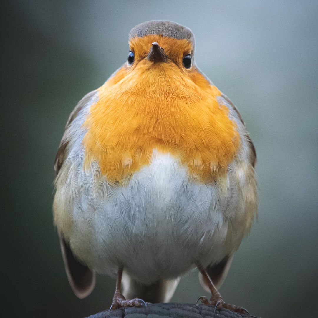 BBC Earth on Pinno: Batman wishes this robin was his sidekic...