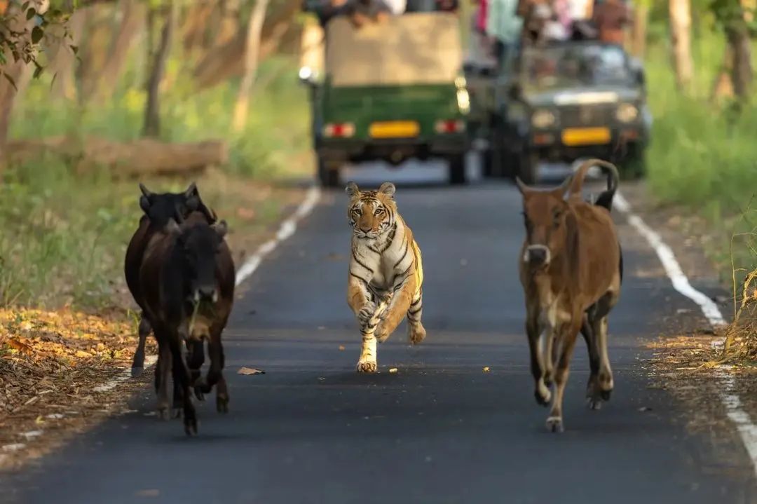 indian_forest_official@instagram on Pinno: On a rather quiet evening as ...