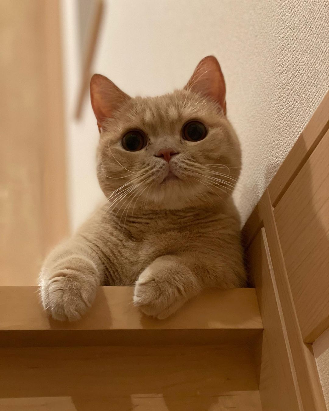 マンチカンさん専用 おっぴろげあおちゃま🐒🤍 お腹のもふもふに顔埋めたい