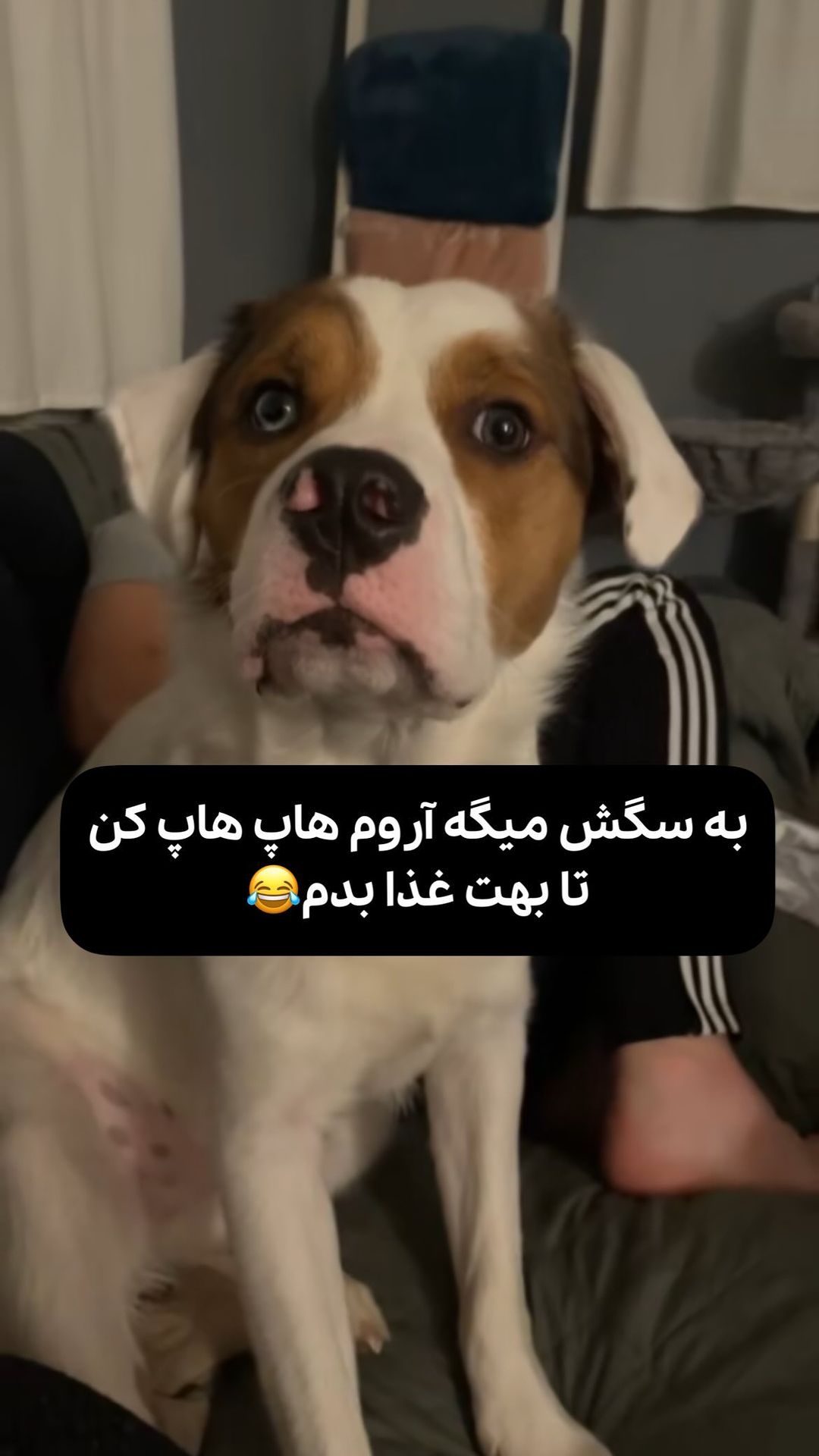 Irani Dubsmash Instagram On Pinno به سگش میگه آروم هاپ هاپ کن تا بهت