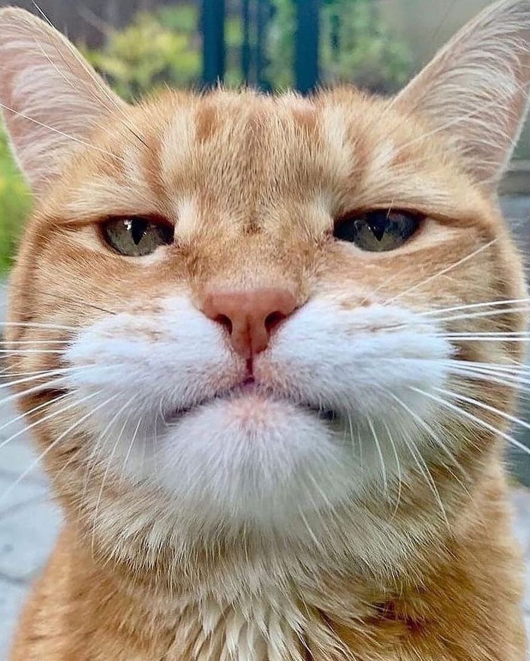 kittens.hub@instagram on Pinno: 