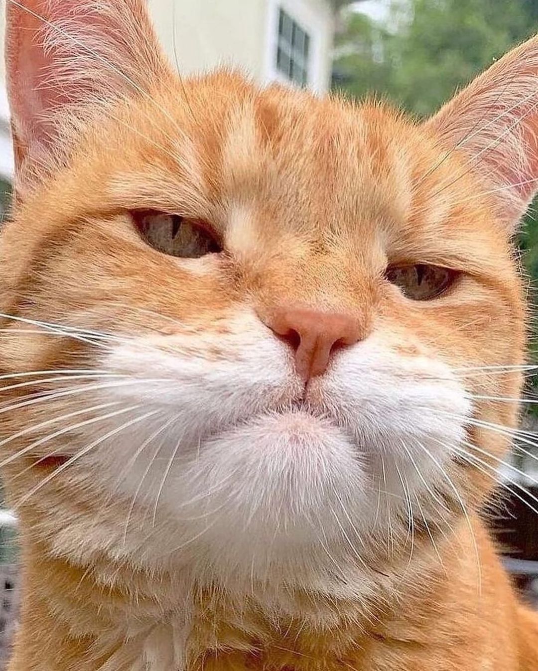kittens.hub@instagram on Pinno: 