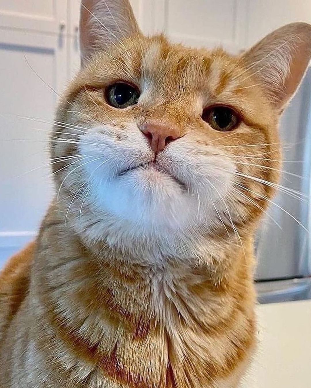 kittens.hub@instagram on Pinno: 