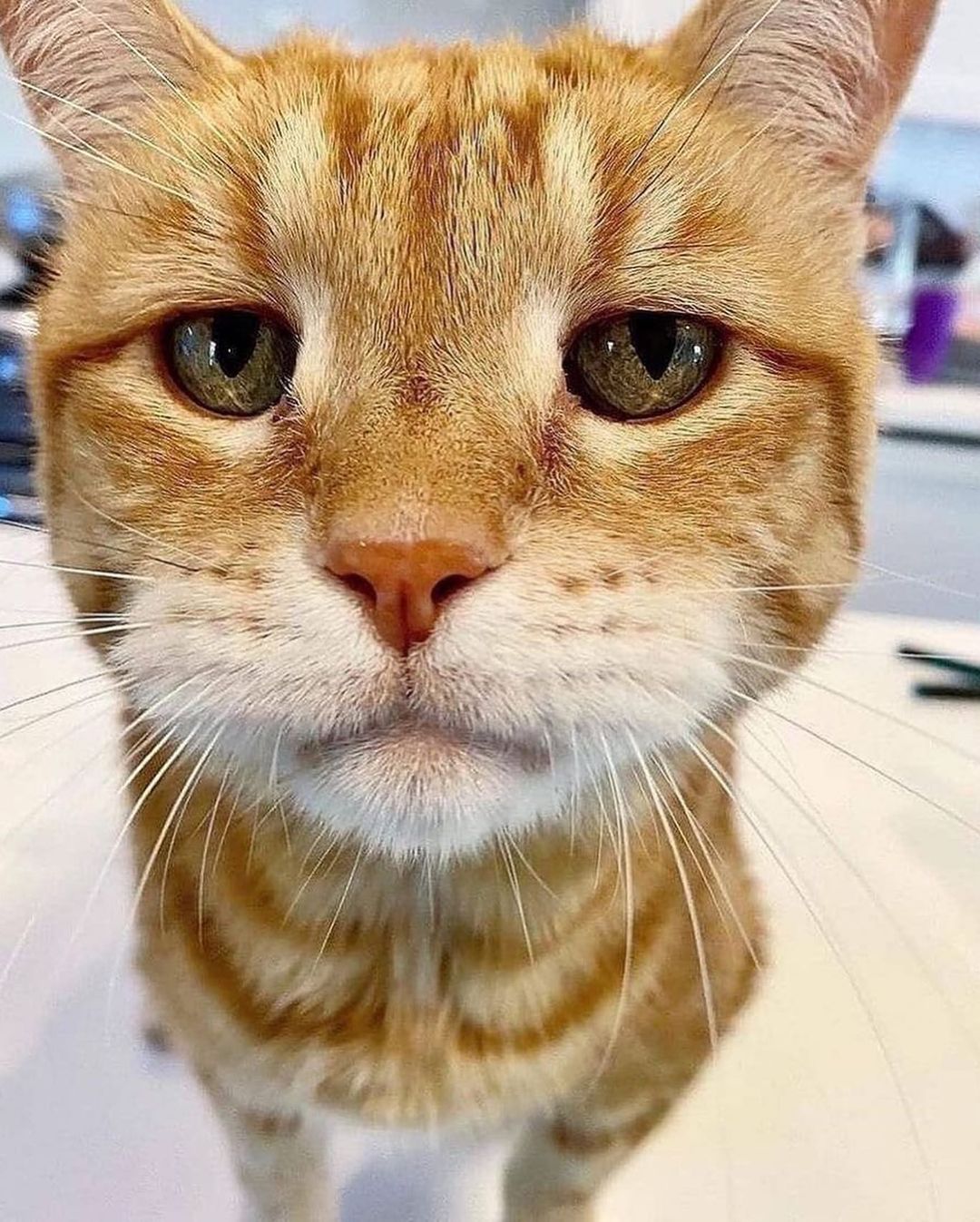 kittens.hub@instagram on Pinno: 