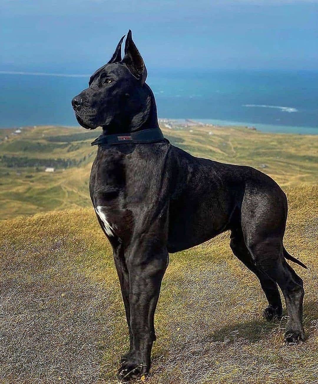 geosafaris instagram on Pinno Beast dog Please follow