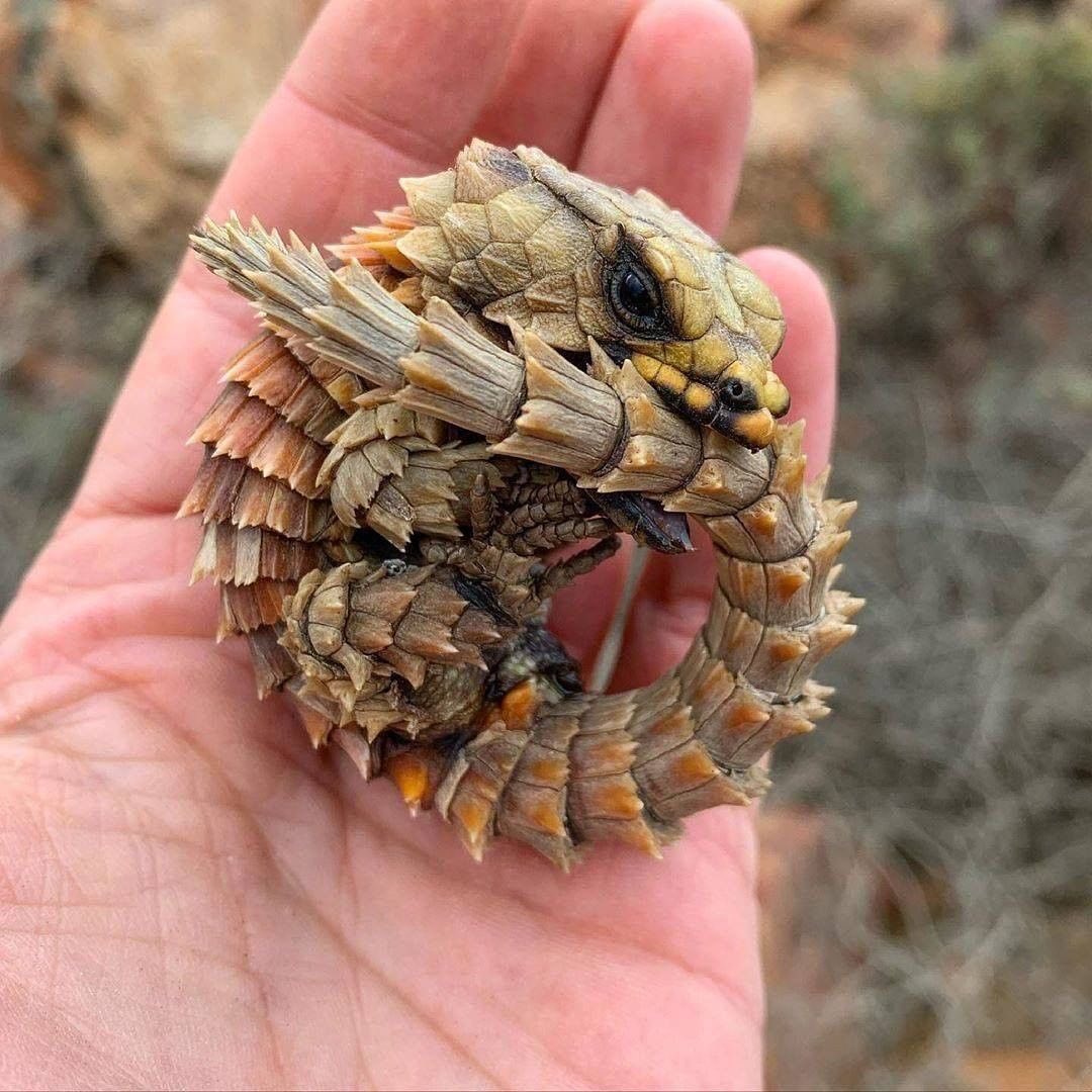 armadillo girdled lizard pet