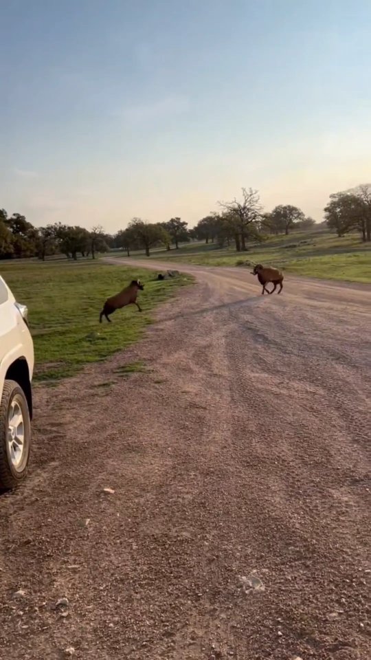 natureismetal@instagram on Pinno: When rams, goats, and similar animals ...