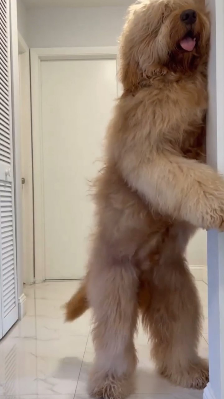 Video by DogsOfIG // GreatPetCare on Pinno: That Friday feeling groovy ...