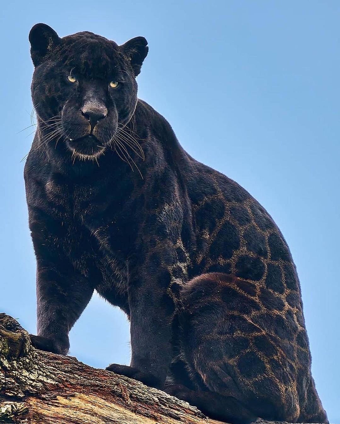 ourplanetdaily@instagram on Pinno: Meet Neron the Black Jaguar - He has  mos...