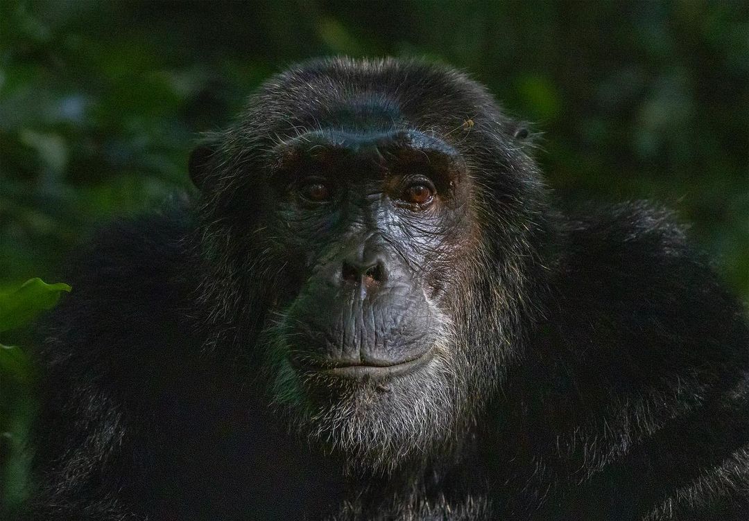 sdmdiving@instagram on Pinno: Caesar Lives! Chimpanzee in the Kibale ...