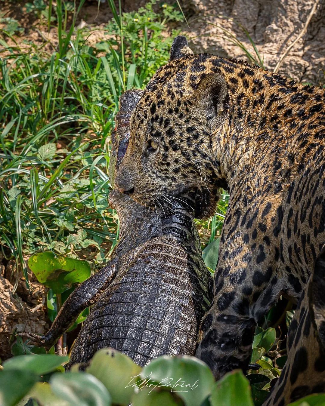 gliding_frog@instagram on Pinno: Leopard's feast on an alligator, a r...