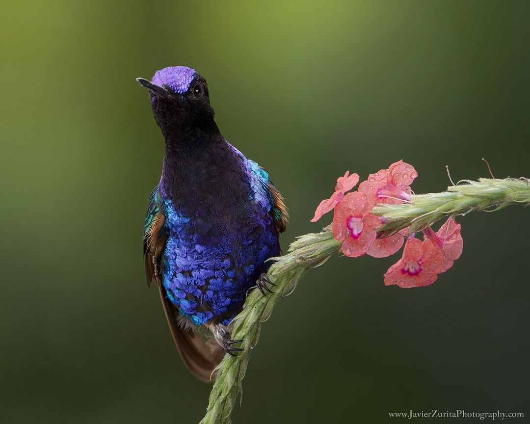 Javier Zurita Photography Instagram On Pinno Velvet Purple Coronet L Mashpi Amagusa