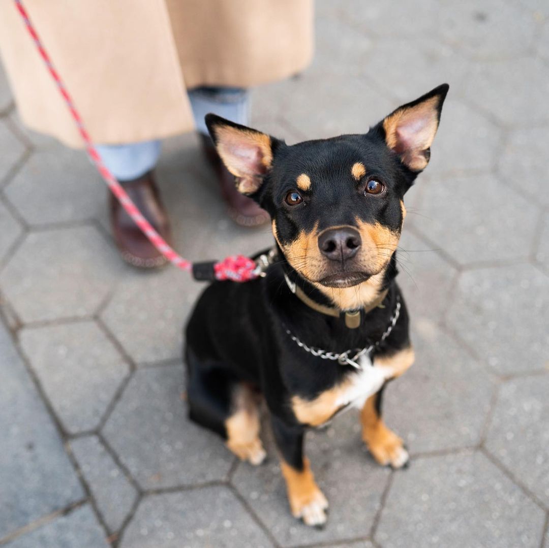 Rottweiler mixed best sale with a chihuahua