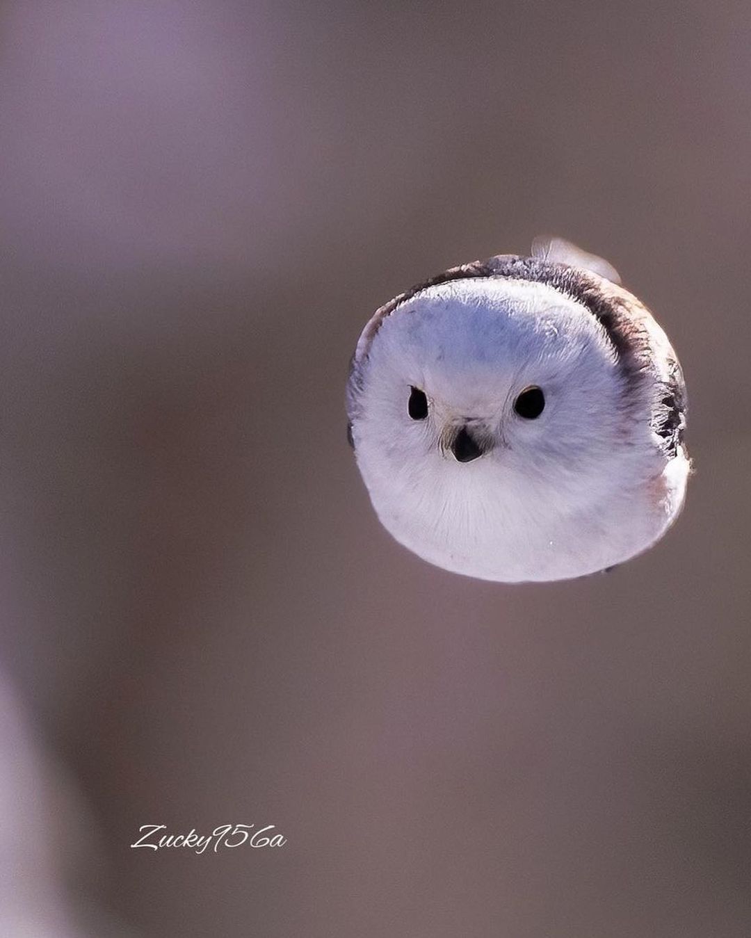 Discover animal instagram on pinno this is the japanese bird named sh 