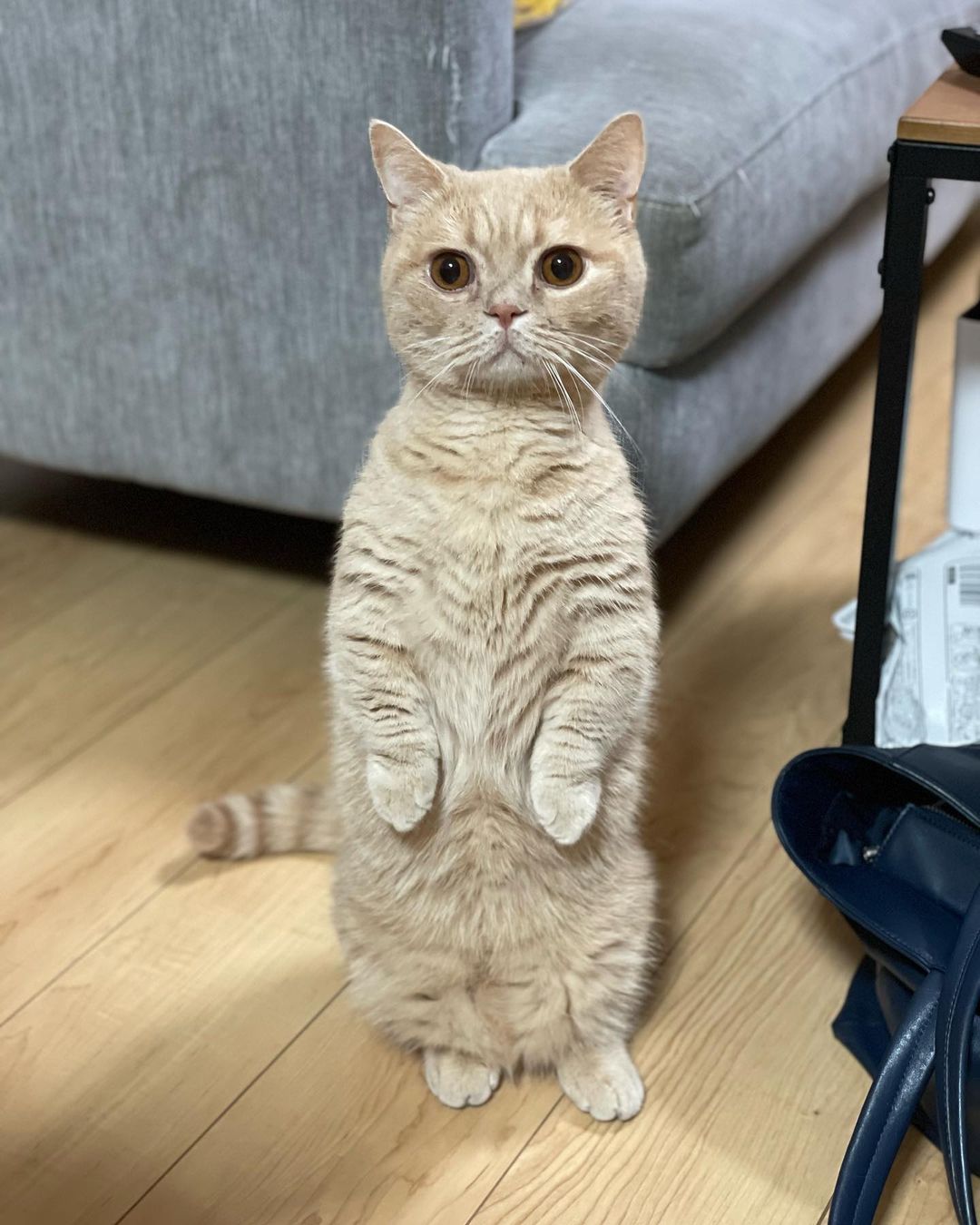 mugiiii0719@instagram on Pinno: 久しぶりのマンチ立ちむぎさん