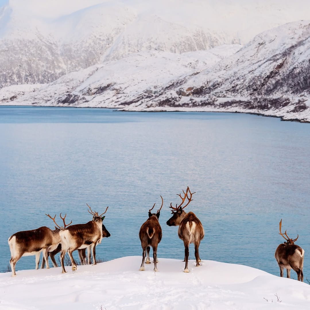 discovery@instagram on Pinno: Reindeer on their way to take the rest o...